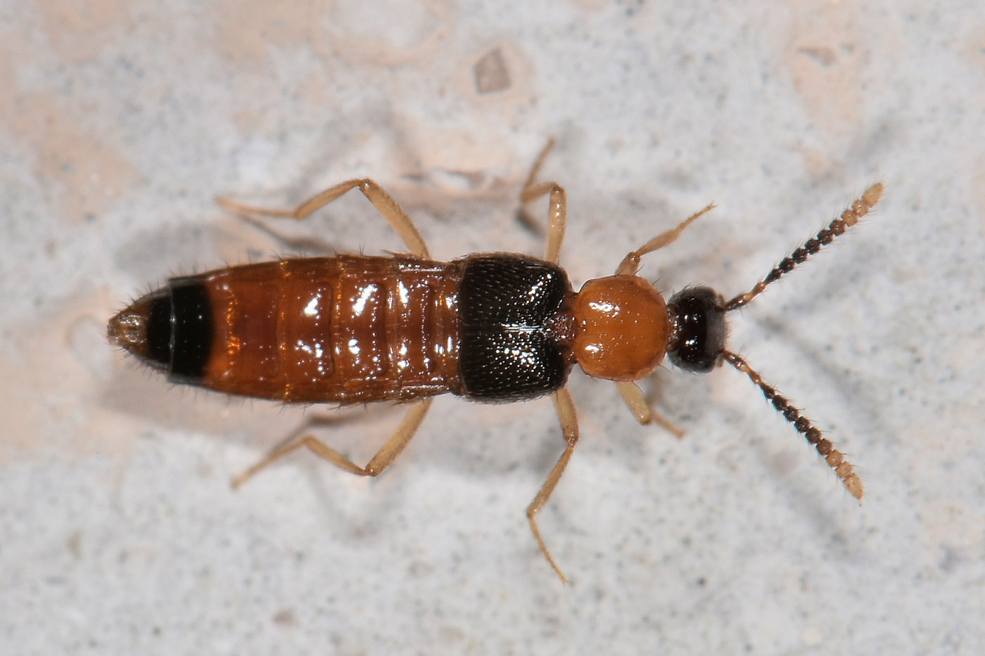 Staphylinidae: Zyras sp? S, Zyras collaris